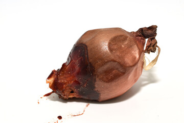 Fototapeta premium Rotten onion bulb on white background.