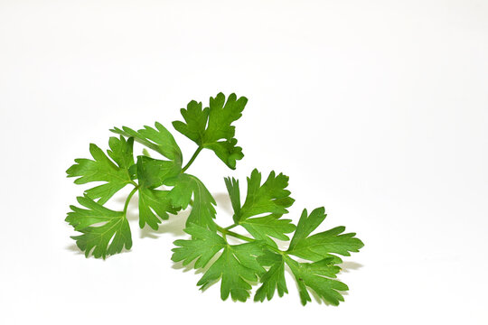 Coriander sativum or cilantro is an annual herbaceous plant of the genus Coriander on a white background.