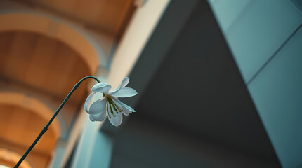 High-angle perspective flower photo