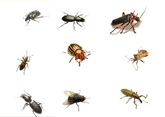 Various beetles and flies on a white background.