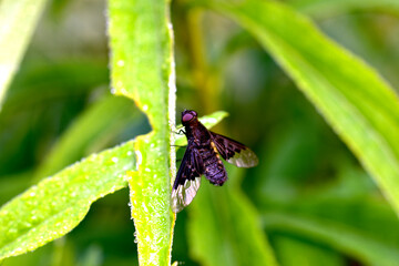 Darkwings are a genus of dipterous insects from the buzzing family that sit on the stem of a plant.