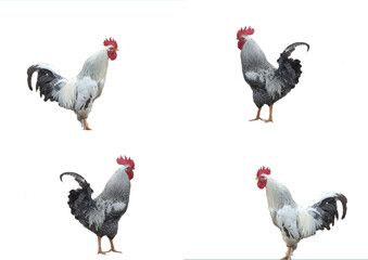 Roosters with grey and white feathers on a white background.