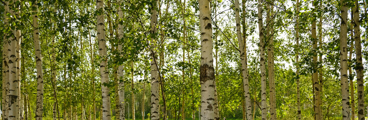 Bright birch forest with slender white trunks and vibrant green leaves. Sunlight softly filters through the foliage. Peaceful, natural atmosphere. Blurred background. 
