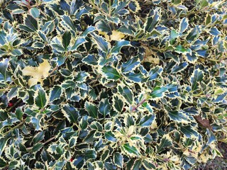 Ilex aquifolium, or English holly, is an evergreen tree or shrub found in the shade of oak and...