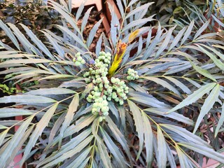 Berberis fortunei is a perennial shrub. This plant is popularly grown as an ornamental plant in...