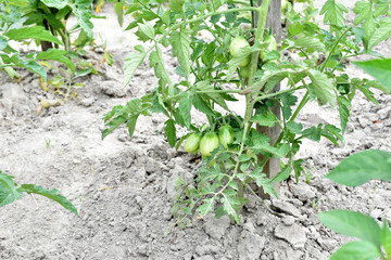 Close-up of green tomatoes on the branches of a tomato plant.