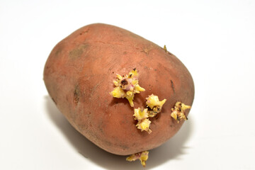 Potatoes with sprouted roots on a white background.