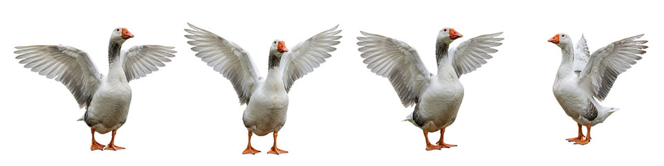 Obraz premium White Goose Wings Spread Collection On Isolated Transparent Background