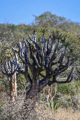 Arbre à carquois en Namibie