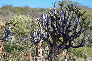 Arbre à carquois en Namibie