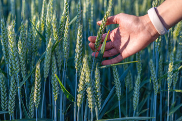 Hand Touching Green Wheat in Summer Field. Close-up of a person's hand gently touching unripe wheat...