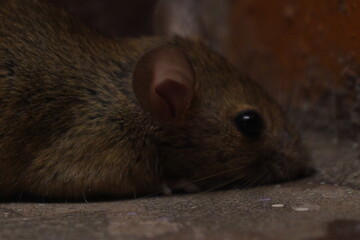 Brown rat (Rattus norvegicus): adaptable, omnivorous urban rodent, coarse brown fur, prolific...