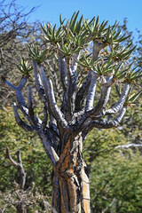 Arbre à carquois en Namibie