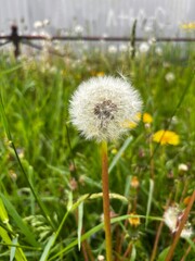 dandelion in the grass