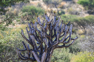 Arbre à carquois en Namibie