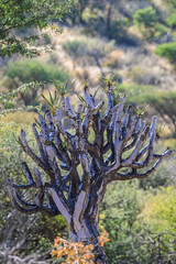Arbre à carquois en Namibie