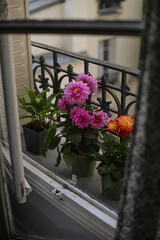 Aster flowers on a windowsill with curtain