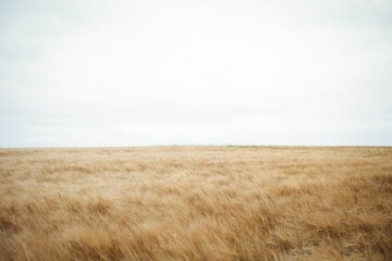 Scenic view of dry wheat field © vectorfusionart