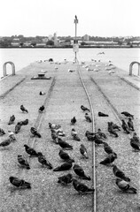 Pigeons resting on a pier with a vintage analog monochrome look