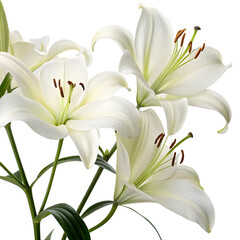 Fototapeta premium Elegant White Lilies Isolated on Black Background Exquisite floral photography showcasing graceful lilies, perfect for sympathy cards, elegant designs, and serene backgrounds.
