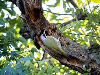 気に止まるアオゲラ