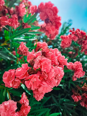 Pink oleander flowers in sunlight – close-up
