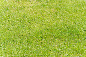 Shortly trimmed, even lawn under bright sunlight. Ideally maintained, perfect for recreational activities