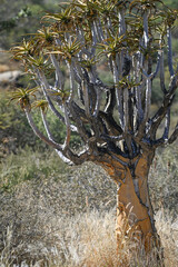 Arbre à carquois en Namibie