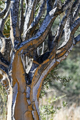 Gros plan sur un arbre à carquois en Namibie