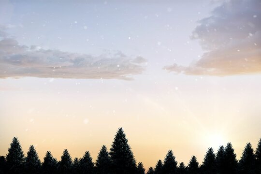 Fototapeta Snow falling on fir tree forest