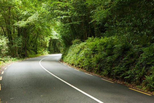 Fototapeta Winding asphalt road is curving through flat design forest tunnel, with white line and ferns