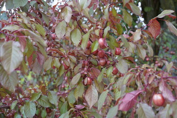 Teilaufnahme einer Blutpflaume (Prunus cerasifera Atropurpurea) im Sommer