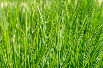 Rich green grass, delicate and naturally captured in daylight. The blades overlap in a dense pattern.