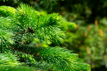 Vibrant Blue spruce Picea pungens needles, showcasing their fine texture and vivid color, with...
