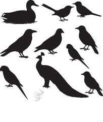 Variety of Birds Vector Set – Flat Wildlife Icons

