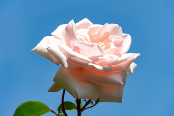 Stunning light pink New Dawn rose in full bloom, set against clear blue sky, showcasing its delicate petals and natural elegance
