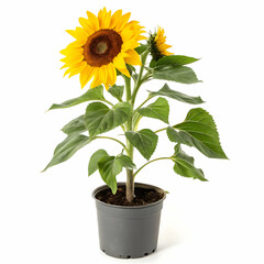 Obraz premium Sunflower in pot isolated on transparent background 