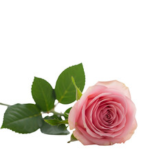 Delicate Pink Rose Blossom with Lush Green Leaves isolated on black background ideal for romantic designs, greeting cards, and floral arrangements.