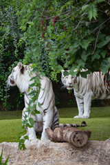 White tigers are big dangerous cats.