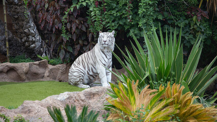 White tigers are big dangerous cats.