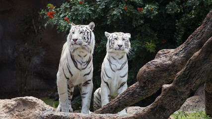 White tigers are big dangerous cats.