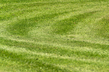 Mowing lines run in a wave shape across a well-kept lawn. The image shows natural care and order in...