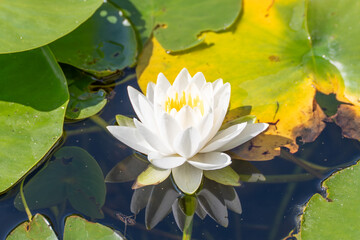 White water lily Nymphaea in front of a yellow-green leaf, reflected in the water. A detailed image...