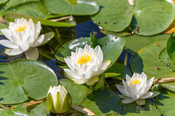 Close-up of white water lilies Nymphaea on a sunny pond. The details of the petals are clearly...