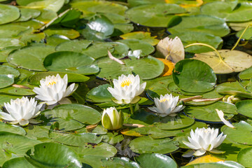 White water lilies Nymphaea bloom on a sunny pond with green leaves. A tranquil natural image full of harmony.