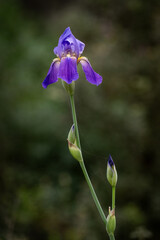 A tall, purple iris, Iris versicolor, growing wildly in a forest in the Judean Mountains of central...