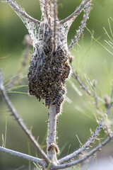 Large cluster of caterpillars emerging from a nest.