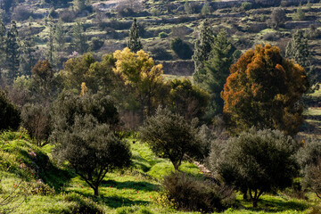 Olive trees, eucalyptus and evergreens shine in the morning sunlight in the Judean Mountains of...