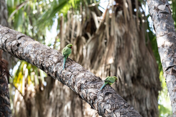 A pair of green, ring-necked parakeets or monk parakeets alight on a palm tree branch in a forest...