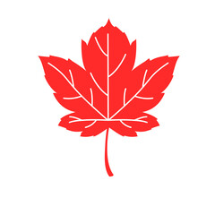 Fototapeta premium red maple leaf
